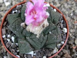Ariocarpus fissuratus Cuatro Cienegas pot 6,5 cm - 12410960