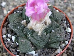 Ariocarpus fissuratus Cuatro Cienegas pot 6,5 cm - 12410962