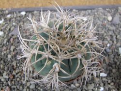 Gymnocalycium cardenasianum JO 193 pot 7 cm - 12410966