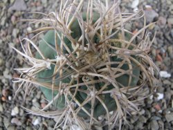 Gymnocalycium cardenasianum JO 193 pot 7 cm - 12410968