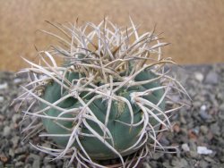 Gymnocalycium cardenasianum JO 193 pot 7 cm - 12410970