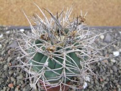 Gymnocalycium cardenasianum JO 193 pot 7 cm - 12410974