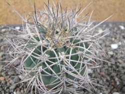Gymnocalycium cardenasianum JO 193 pot 7 cm - 12410975