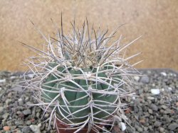 Gymnocalycium cardenasianum JO 193 pot 7 cm - 12410976