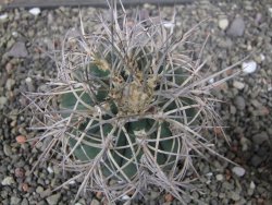 Gymnocalycium cardenasianum JO 193 pot 7 cm - 12410977
