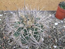 Gymnocalycium cardenasianum JO 193 pot 7 cm - 12410978