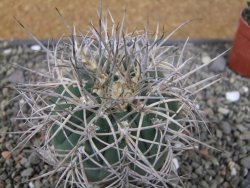 Gymnocalycium cardenasianum JO 193 pot 7 cm - 12410979