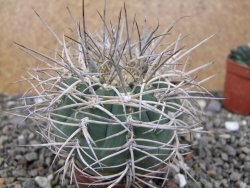 Gymnocalycium cardenasianum JO 193 pot 7 cm
