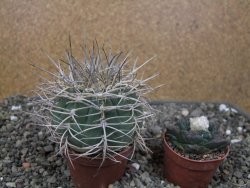 Gymnocalycium cardenasianum JO 193 pot 7 cm - 12410981
