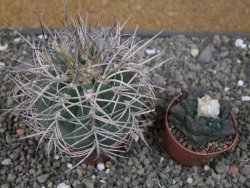 Gymnocalycium cardenasianum JO 193 pot 7 cm - 12410982