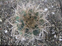 Gymnocalycium cardenasianum JO 193 pot 7 cm - 12410985