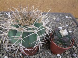 Gymnocalycium cardenasianum JO 193 pot 7 cm - 12410989