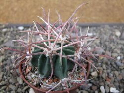 Echinocactus parryi Ciudad Juarez, pot 6,5 cm - 12410990