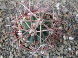 Echinocactus parryi Ciudad Juarez, pot 6,5 cm - 12410992