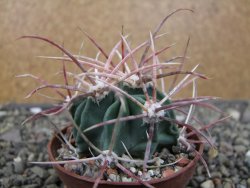 Echinocactus parryi Ciudad Juarez, pot 6,5 cm - 12410995