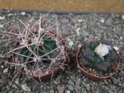 Echinocactus parryi Ciudad Juarez, pot 6,5 cm - 12410997