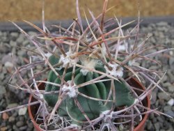 Echinocactus parryi Ciudad Juarez, pot 6,5 cm - 12410998