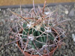 Echinocactus parryi Ciudad Juarez, pot 6,5 cm - 12410999