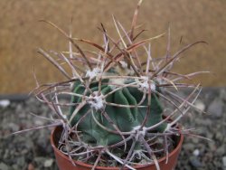 Echinocactus parryi Ciudad Juarez, pot 6,5 cm