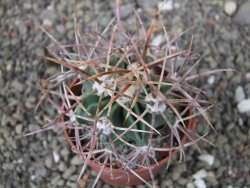 Echinocactus parryi Ciudad Juarez, pot 6,5 cm - 12411001