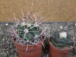 Echinocactus parryi Ciudad Juarez, pot 6,5 cm - 12411002