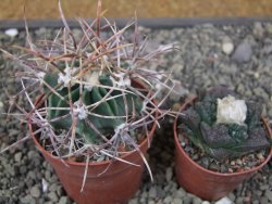 Echinocactus parryi Ciudad Juarez, pot 6,5 cm - 12411003
