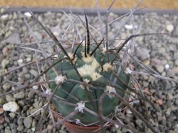 Gymnocalycium armatum LH1431 Pajcho centro, Tarija, pot 5,5 cm - 12411005