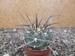 Gymnocalycium armatum LH1431 Pajcho centro, Tarija, pot 5,5 cm - 12411009
