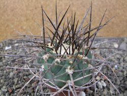 Gymnocalycium armatum LH1431 Pajcho centro, Tarija, pot 5,5 cm - 12411012