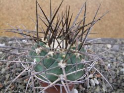 Gymnocalycium armatum LH1431 Pajcho centro, Tarija, pot 5,5 cm - 12411014
