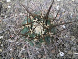 Gymnocalycium armatum LH1431 Pajcho centro, Tarija, pot 5,5 cm - 12411017