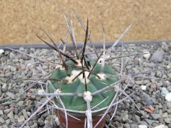 Gymnocalycium armatum LH1431 Pajcho centro, Tarija, pot 5,5 cm - 12411019