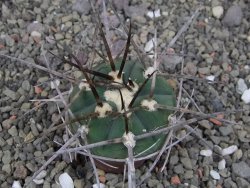 Gymnocalycium armatum LH1431 Pajcho centro, Tarija, pot 5,5 cm - 12411021