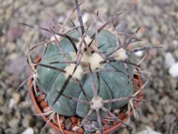 Echinocactus horizonthalonius El Pegueto Icamole pot 5,5 cm - 12411025