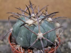 Echinocactus horizonthalonius El Pegueto Icamole pot 5,5 cm - 12411027