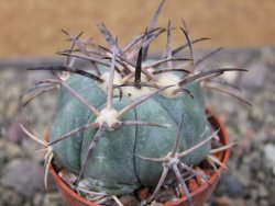 Echinocactus horizonthalonius El Pegueto Icamole pot 5,5 cm - 12411028