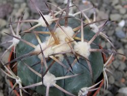 Echinocactus horizonthalonius El Pegueto Icamole pot 5,5 cm