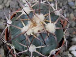 Echinocactus horizonthalonius El Pegueto Icamole pot 5,5 cm - 12411030