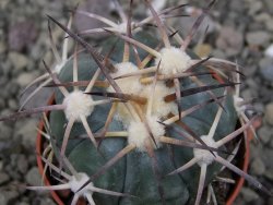 Echinocactus horizonthalonius El Pegueto Icamole pot 5,5 cm - 12411032