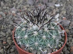 Coryphantha dificilis Cero Bola pot 6,5 cm - 12411034