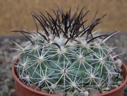 Coryphantha dificilis Cero Bola pot 6,5 cm - 12411035