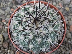 Coryphantha dificilis Cero Bola pot 6,5 cm - 12411036