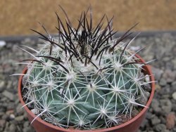 Coryphantha dificilis Cero Bola pot 6,5 cm - 12411037