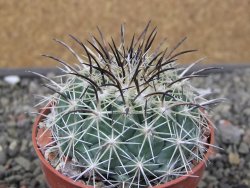 Coryphantha dificilis Cero Bola pot 6,5 cm