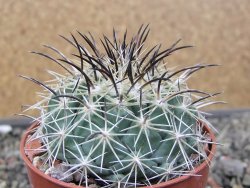 Coryphantha dificilis Cero Bola pot 6,5 cm - 12411039