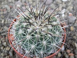Coryphantha dificilis Cero Bola pot 6,5 cm - 12411040