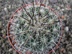 Coryphantha dificilis Cero Bola pot 6,5 cm - 12411041