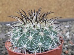 Coryphantha dificilis Cero Bola pot 6,5 cm - 12411042