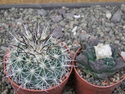 Coryphantha dificilis Cero Bola pot 6,5 cm - 12411043