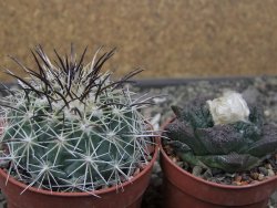 Coryphantha dificilis Cero Bola pot 6,5 cm - 12411044